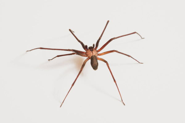 Brown Recluse Spiders by State