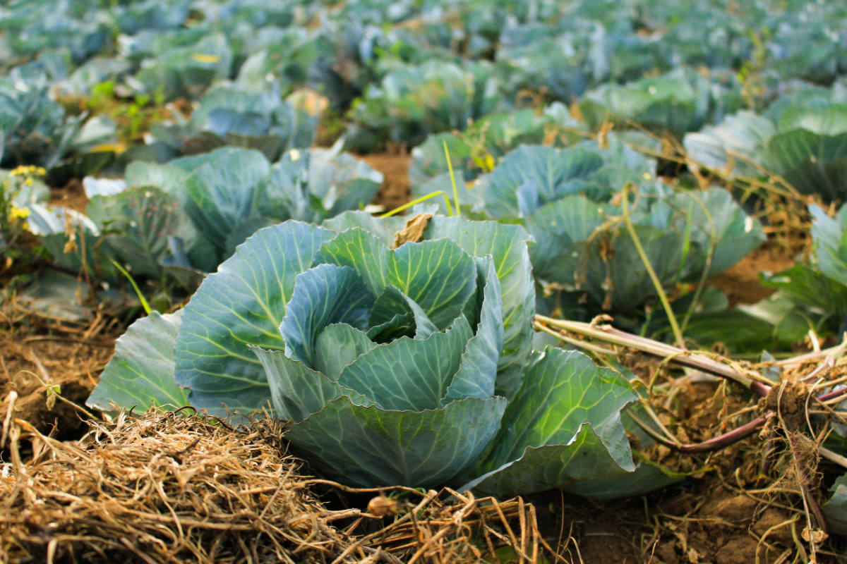 Cabbage Production by State 2026