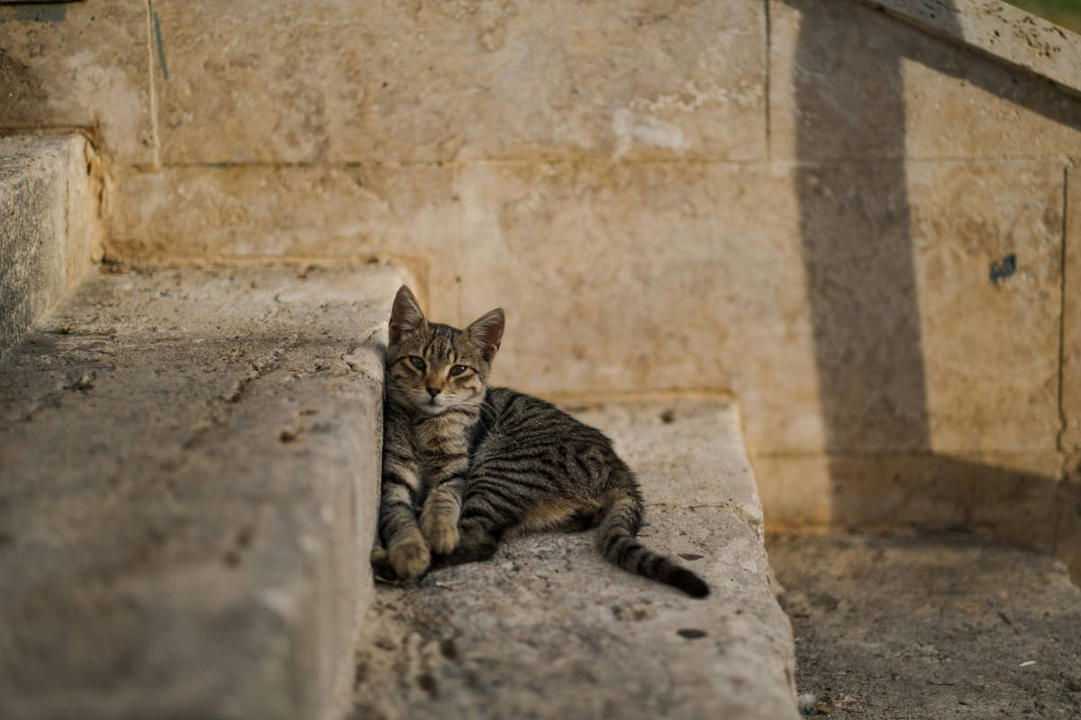 猫の爪除去の州別合法性 2026