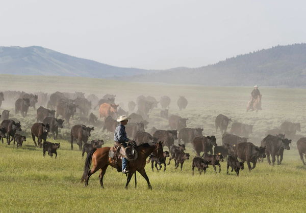 Cattle Ranching by State
