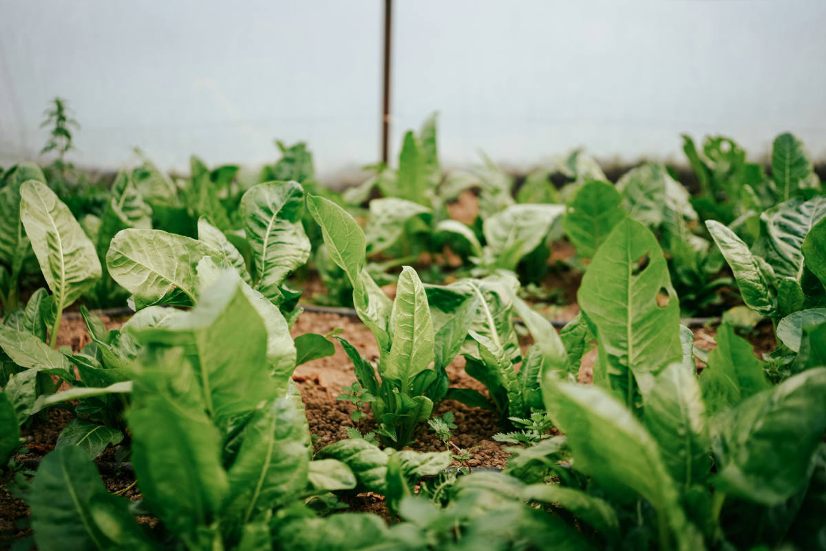 chewing tobacco prices in illinois Chewing Tobacco Prices by State 2026
