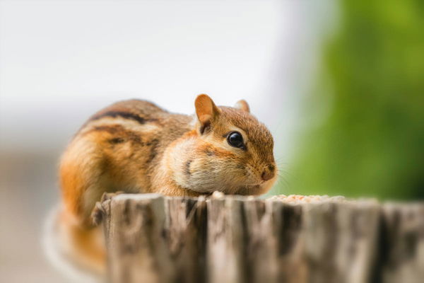 Chipmunk Population by State