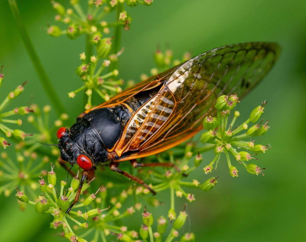 Cicadas by State