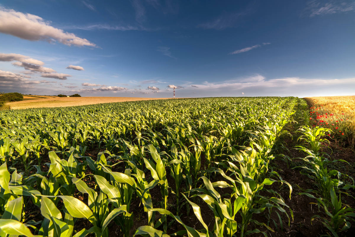 Corn Belt States 2026