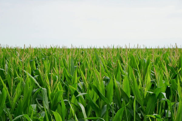 Corn Production by State