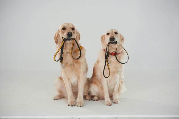 Dog Leash Laws by State