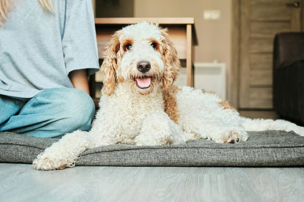 Dog Limit Per Household by State