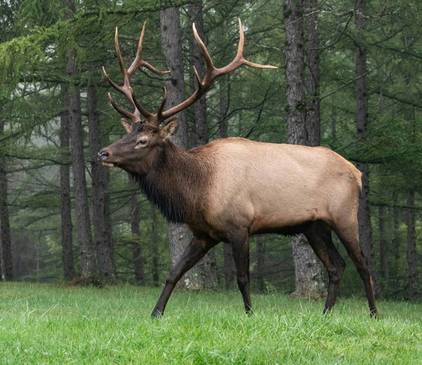 Elk Population by State