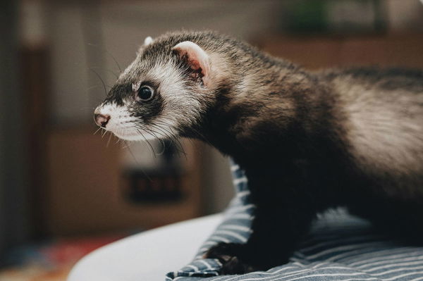 Ferrets Legal States