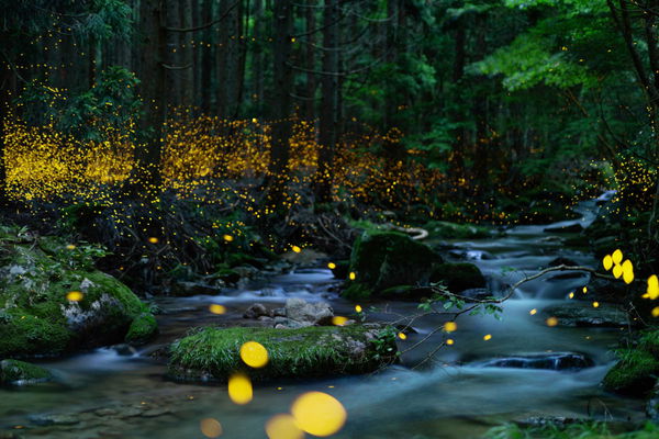 Fireflies by State