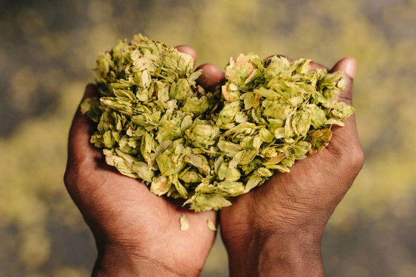 Hops Production by State
