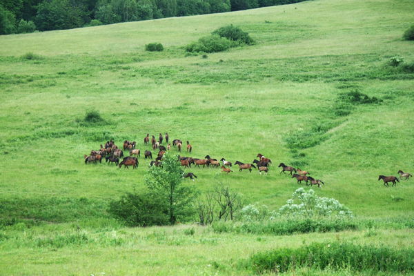 Horse Population by State