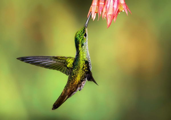 Hummingbird Species by State