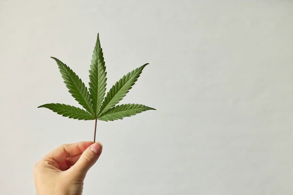 Marijuana Cost by State