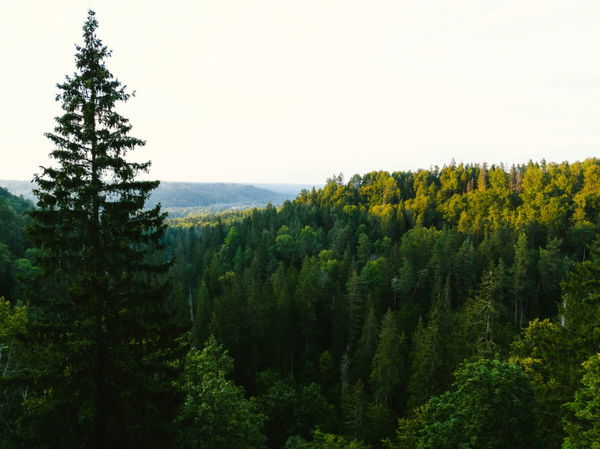 Most Forested States in the U.S.