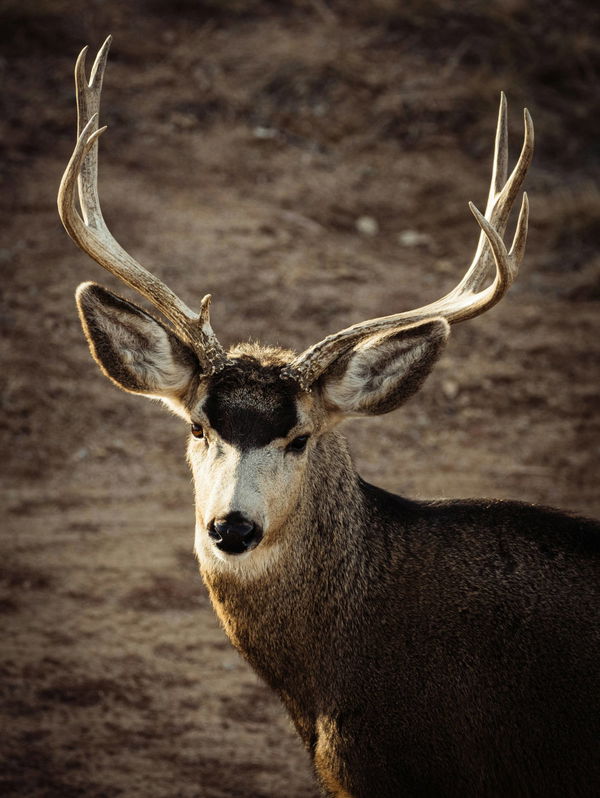 Mule Deer Hunting by State
