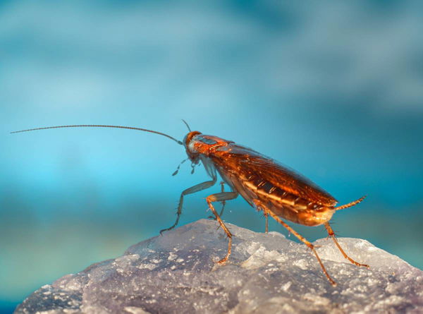 Palmetto Bugs by State