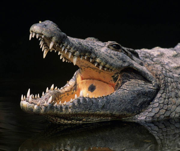 Pet Alligator Legal States