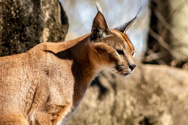 Pet Caracal Legal States