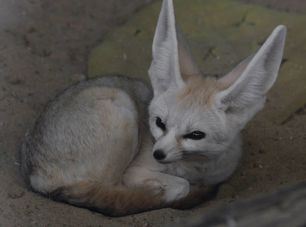 Pet Fennec Fox Legal States
