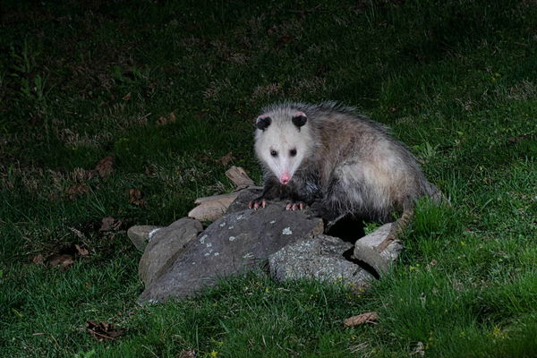 Pet Opossum Legal States