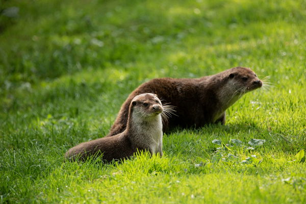 Pet Otter Legal States