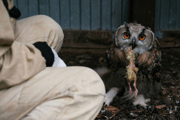 Pet Owl Legal States