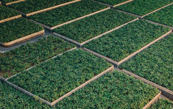 Planting Zones by State