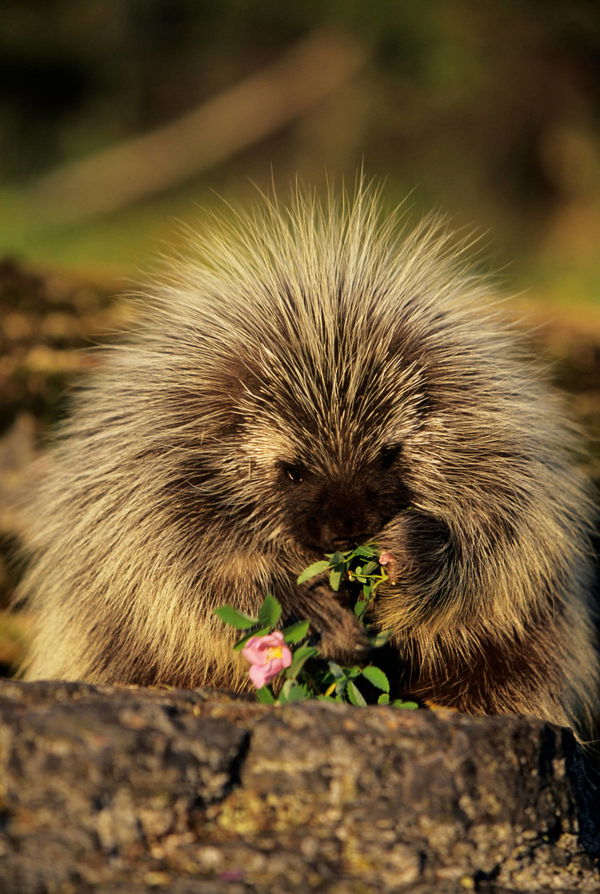 Porcupines by State