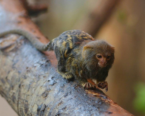 Pygmy Marmoset Legal States