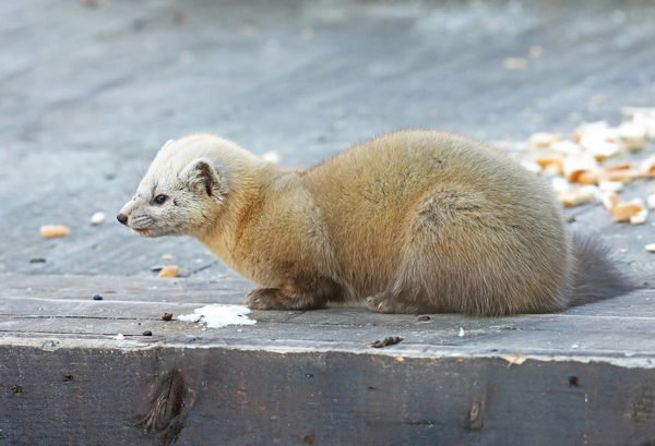 Sable Pet Legal States