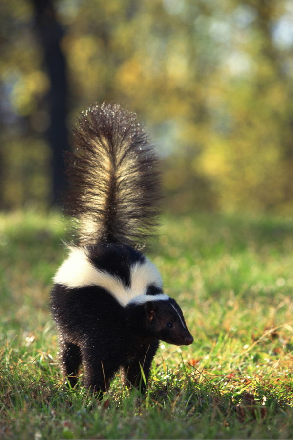 Skunk Population by State