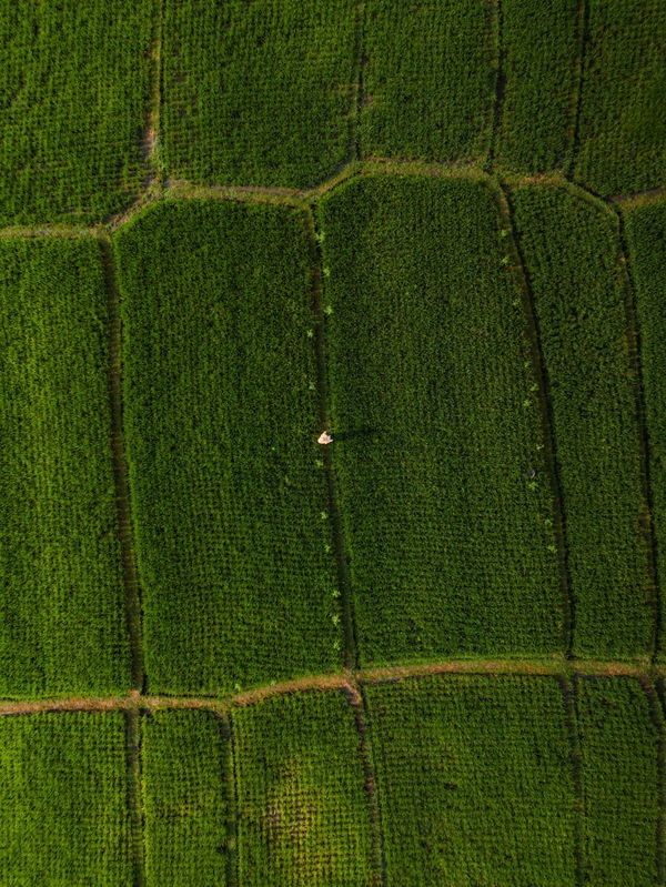 Soybean Production by State