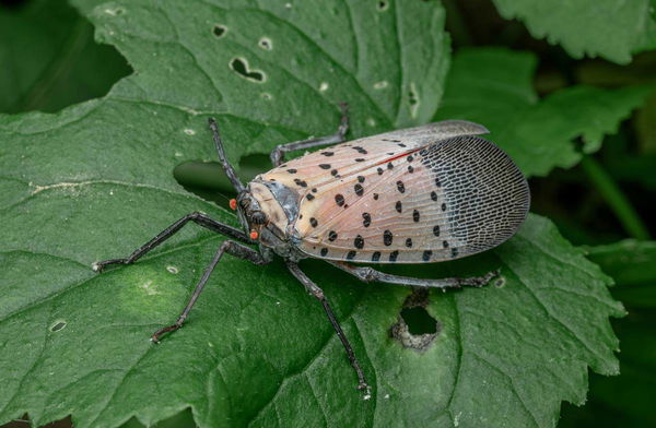 Spotted Lanternflies by State