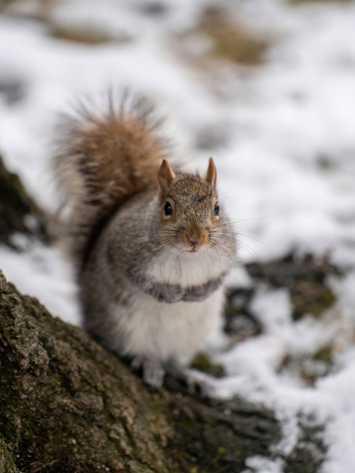 Squirrel Population by State 2026