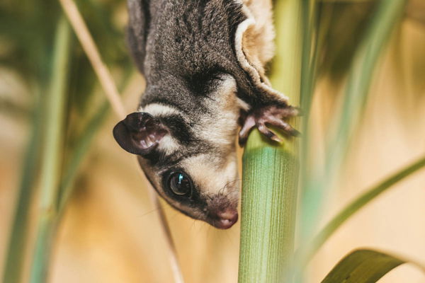 Sugar Glider Legal States