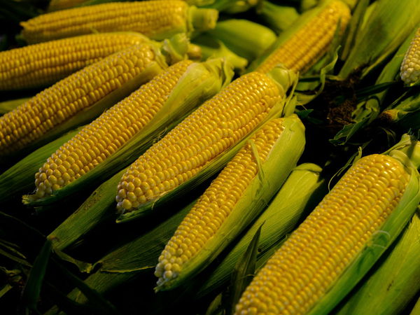 Sweet Corn Production by State
