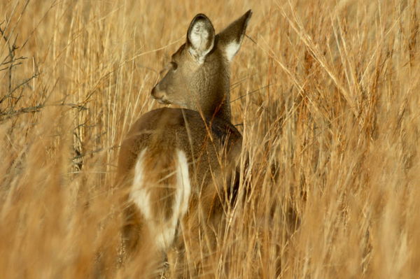 Whitetail Hunting by State