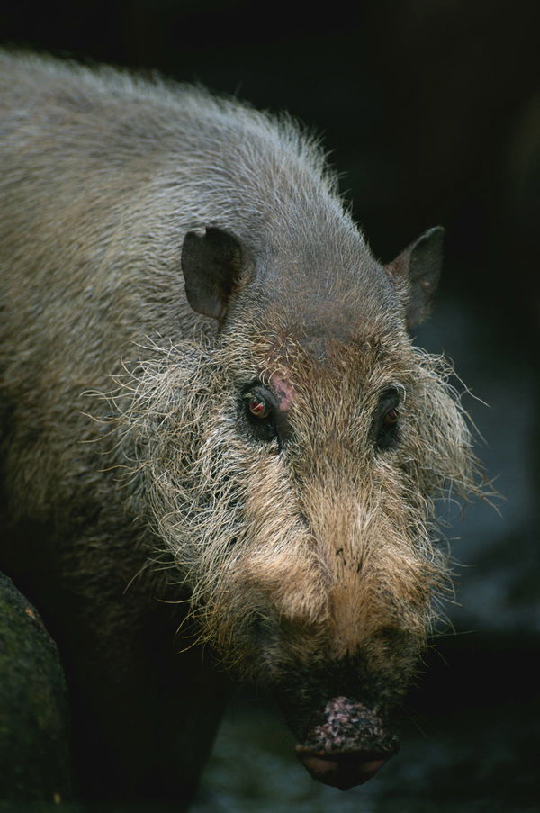 Wild Hog Population by State