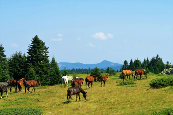 Wild Horses by State